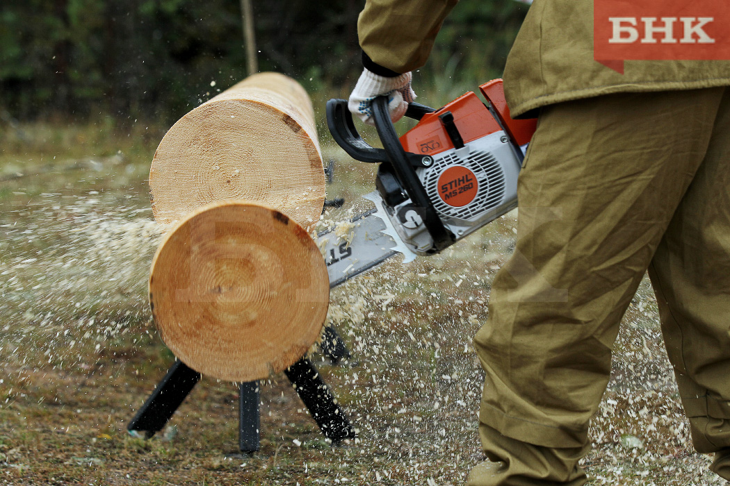 Вынесен приговор по делу о рубке краснокнижных кедров в Печорском районе