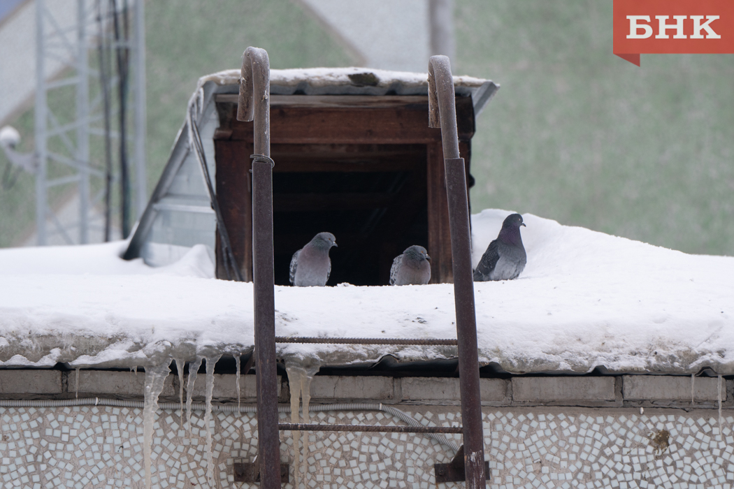 Южный ветер и снег прогнозируют в Коми