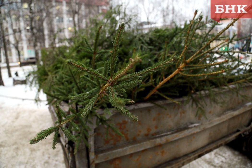 В леса Коми выйдут елочные патрули