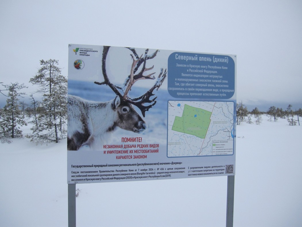 Снегопады помешали ученым подсчитать оленей в сосногорском заказнике