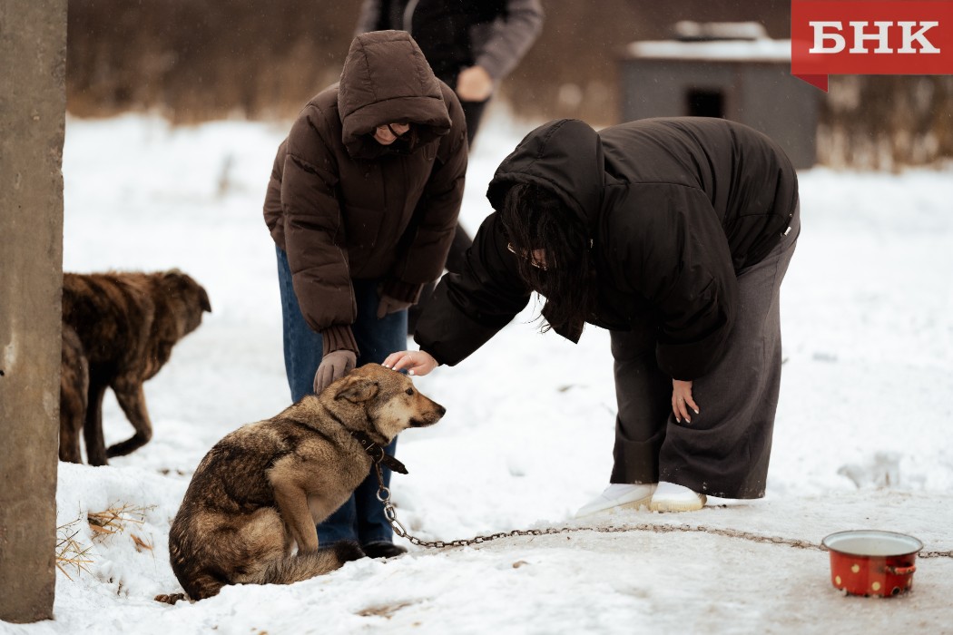 Приюту для бездомных животных в Сосногорске помогают всем миром