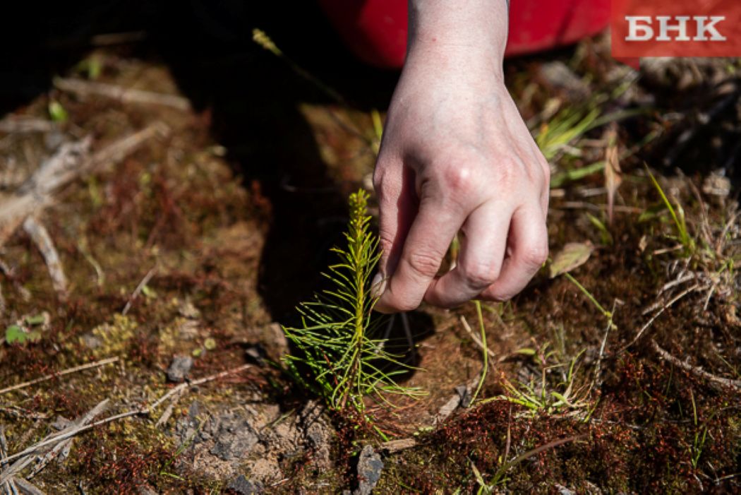 В Коми лесовосстановлением «компенсировали» всю отданную под вырубку площадь