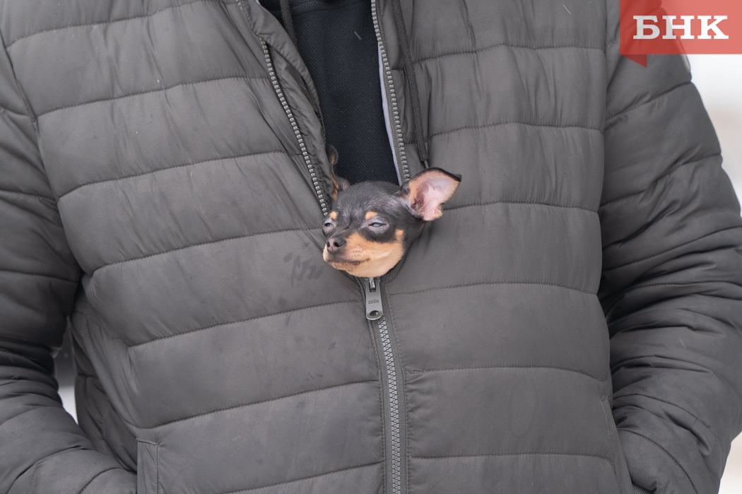 Итоги БНК: «звериные» истории в Коми в 2025 году