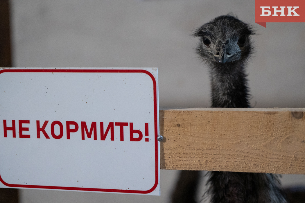 Страус Вася из Коми снесла яйцо