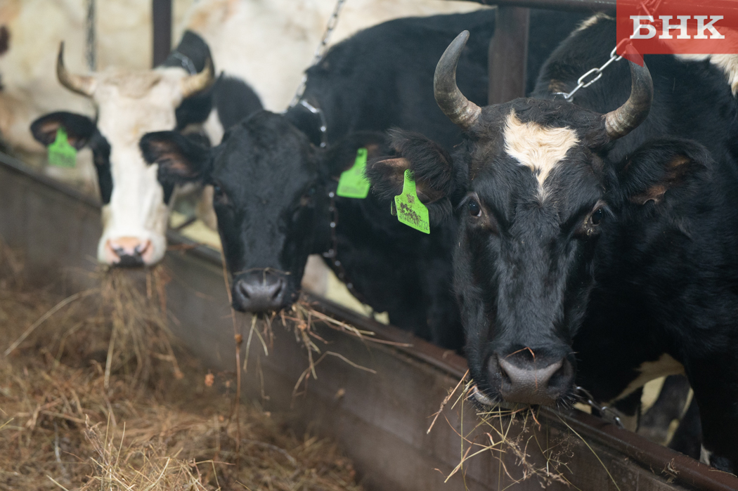 В Коми стали производить больше молока и мяса