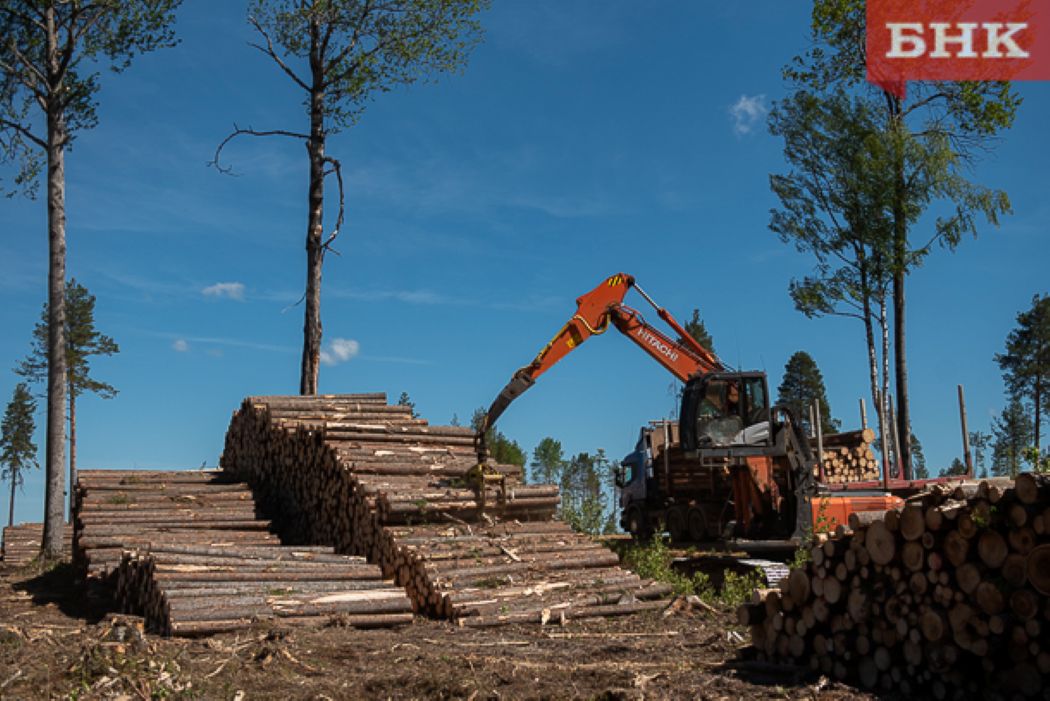 В Коми увеличат количество аукционов на вырубку лесов ради сохранения занятости