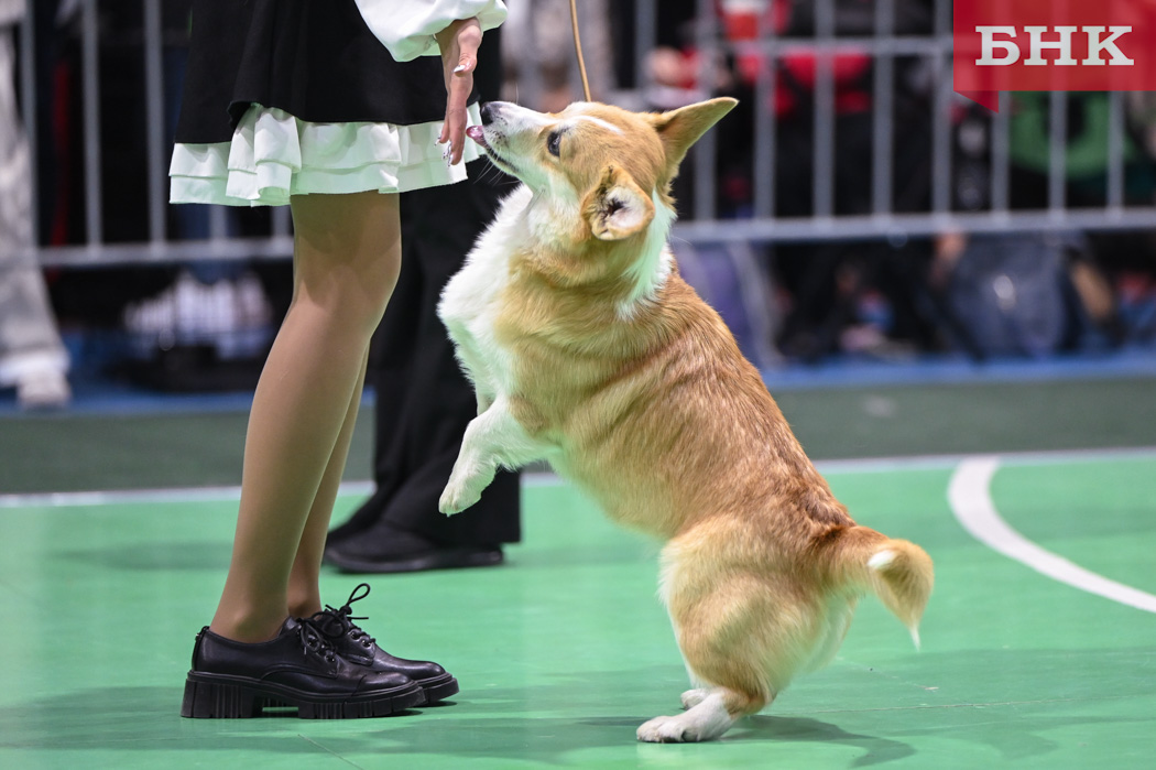 Кинологи назвали пять вещей, которые раздражают собак в людях