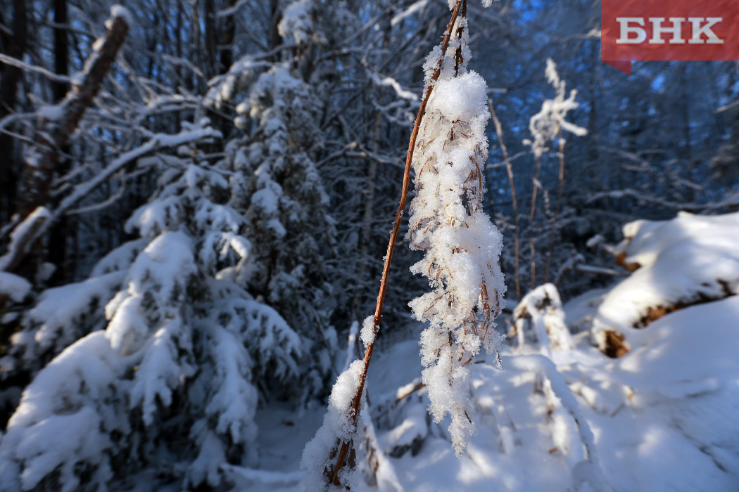 Бархатный и пятнистый: в лесах Коми нашли нового вредителя
