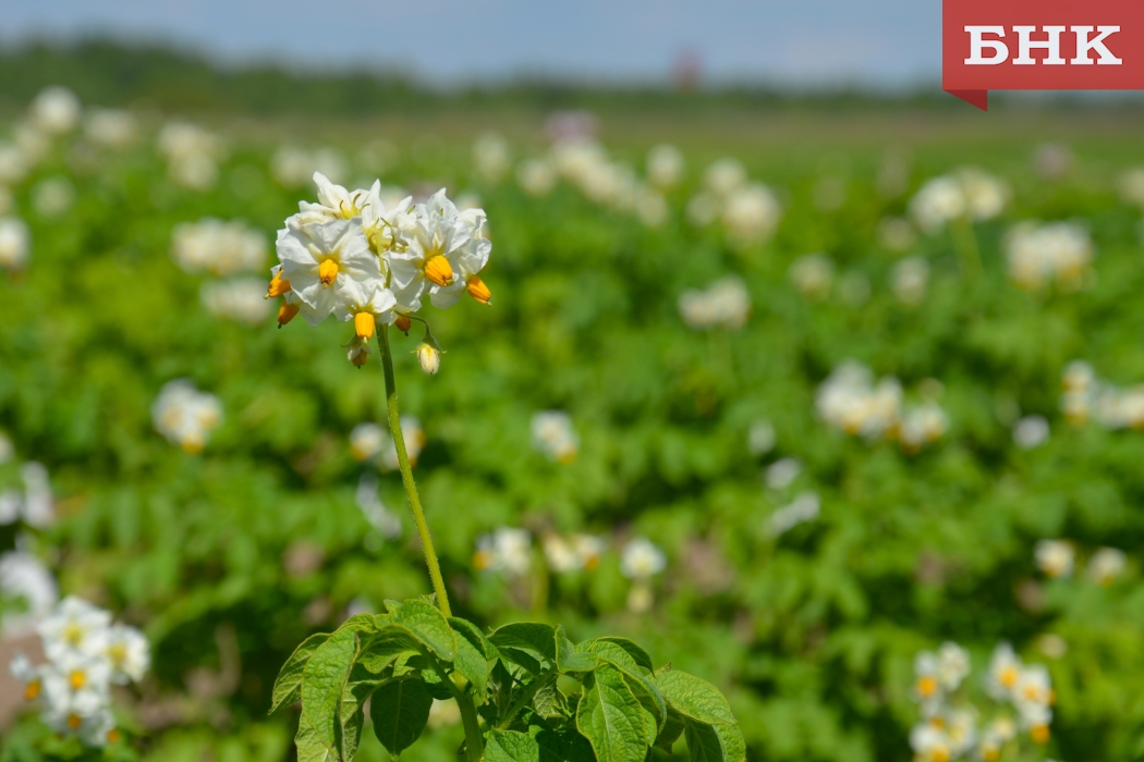 Минсельхоз Коми обозначил картофельные планы