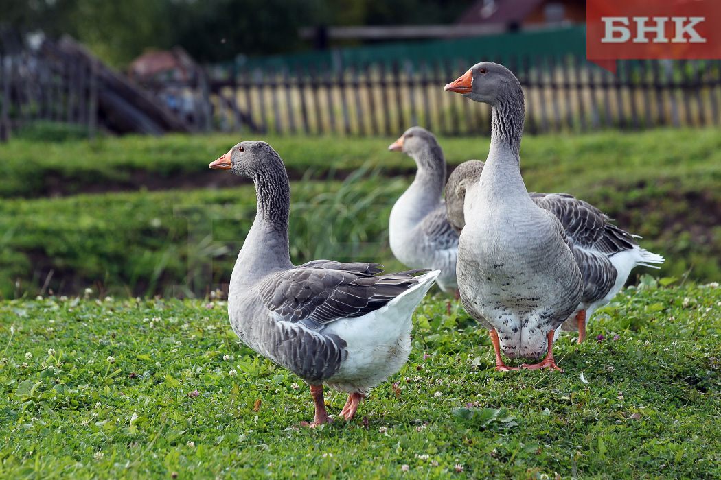 Республике нужны ветеринары и агрономы — министр сельского хозяйства Коми