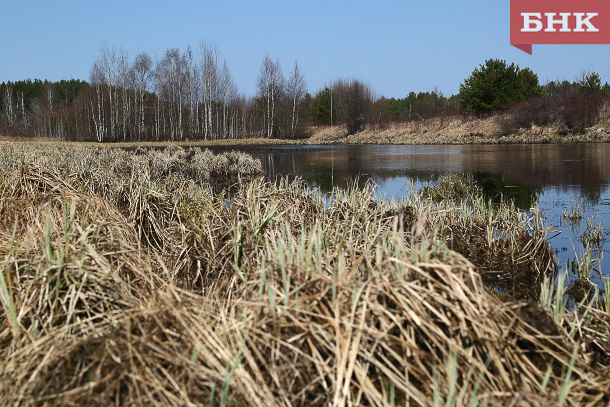 Трое сыктывкарцев пострадали от укусов клещей