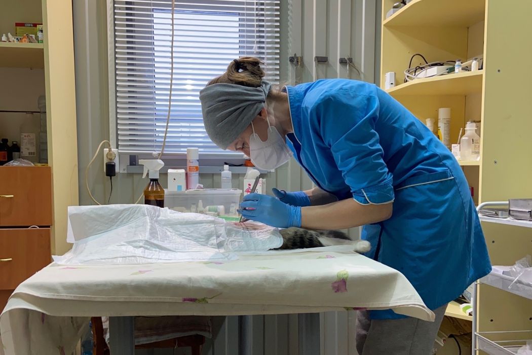 Ветеринар Екатерина Семяшкина: «Метку агрессивности можно поставить любому пугливому животному»