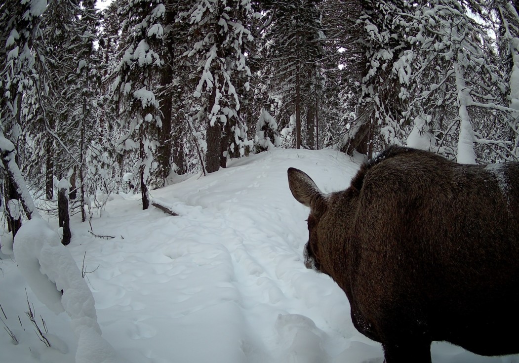 В заказнике «Дзервад» сфотографировали лося