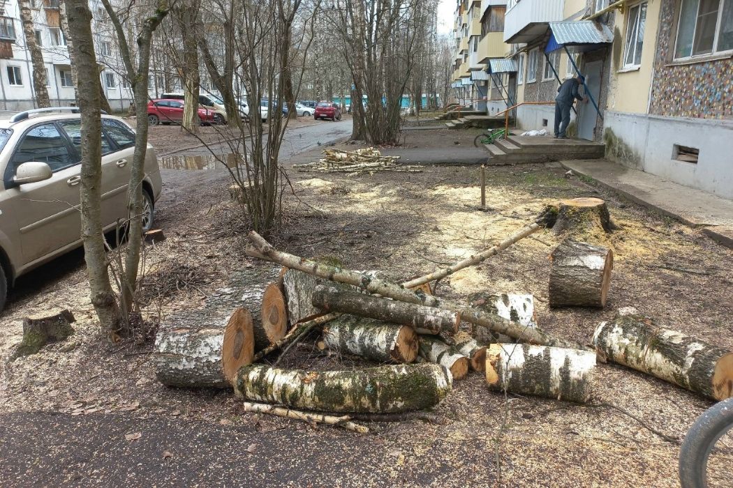 В сыктывкарском дворе спилили деревья — их корни разрушали фундамент дома