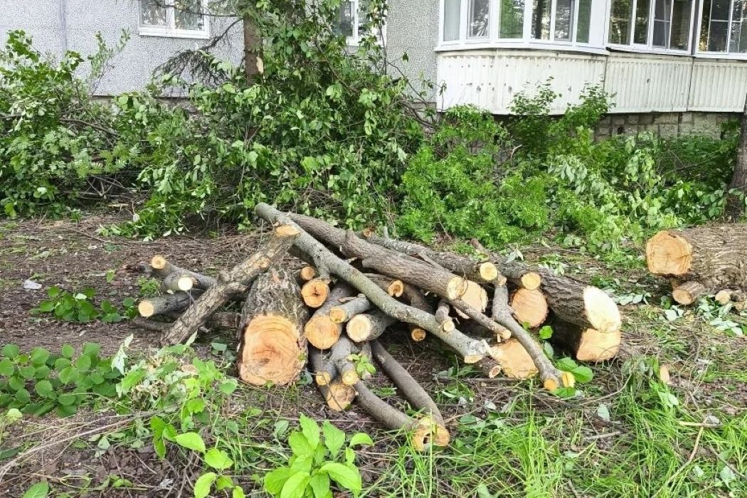 Специалисты мэрии Сыктывкара пересчитают вырубленные в одном из дворов деревья