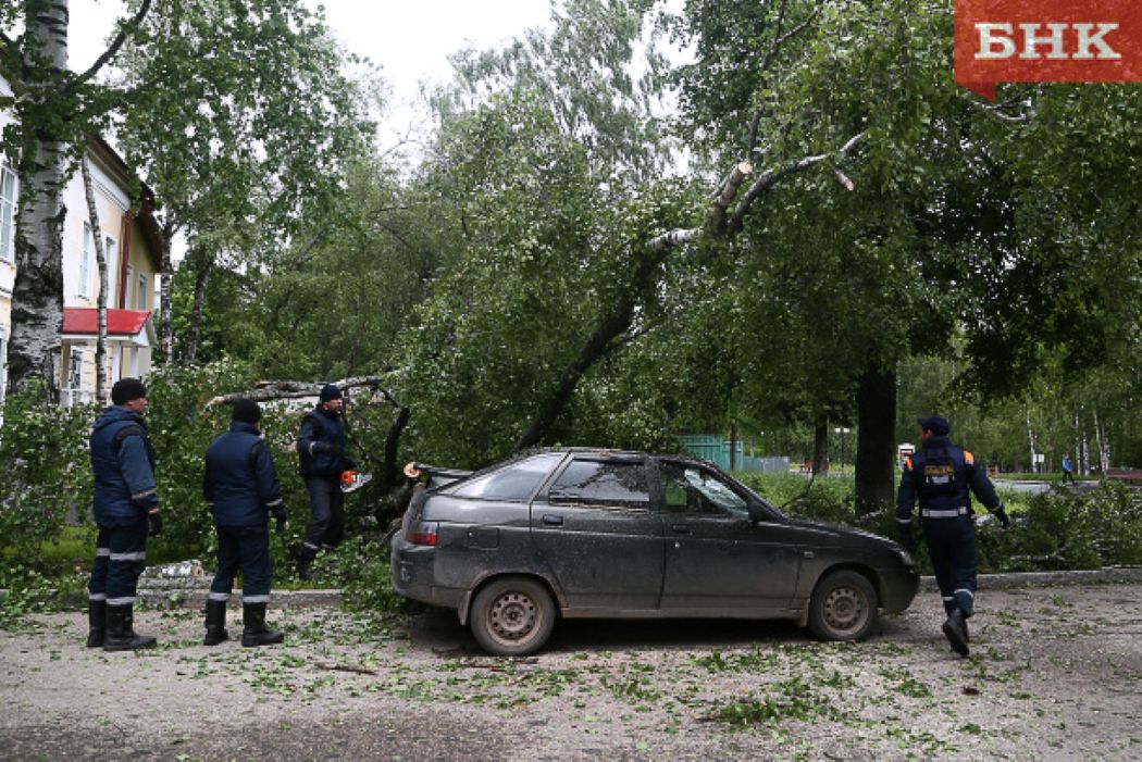 Кто ответственен за ущерб из-за упавшей ветки или дерева
