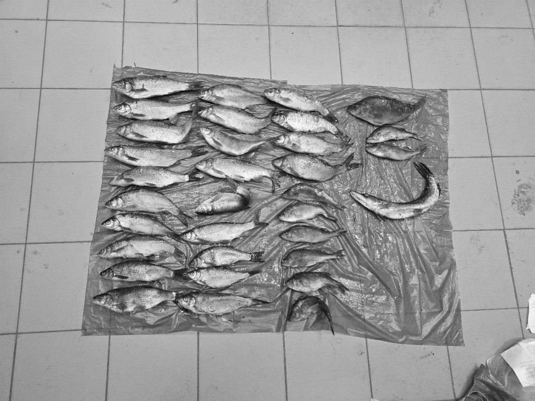 Транспортные полицейские поймали в Печорском районе рыбака с незаконной добычей