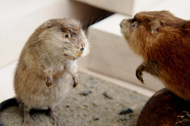 KIR_7468.jpg KIR_7468.jpg