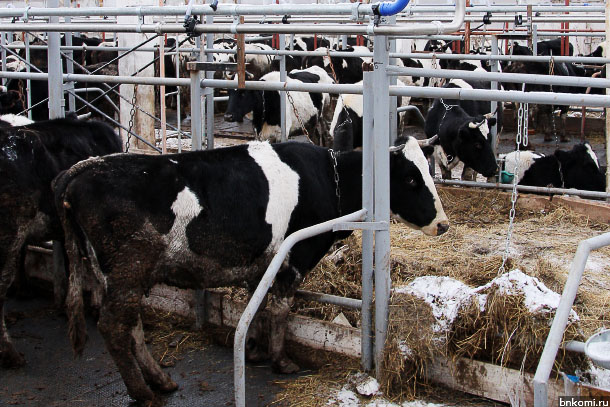 ANT_9209.jpg ANT_9209.jpg