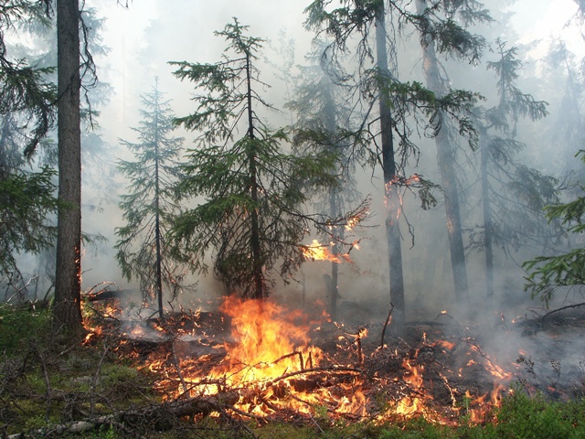 forest-fire-015.jpg