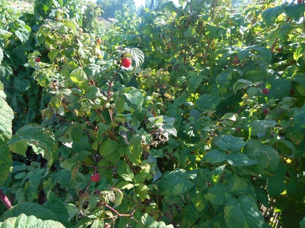 DSCN0652.jpg