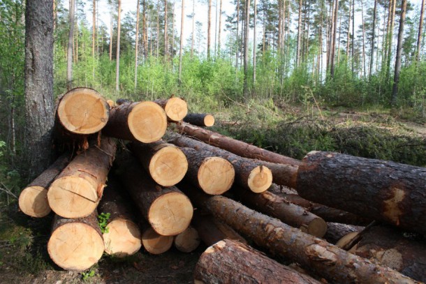 Суд взыскал ущерб с жителя Мылвы за незаконную рубку в лесозащитной полосе