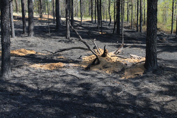 Все лесные пожары в Коми ликвидированы