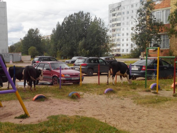 В Печоре автомобилист рубанул  топором по корове