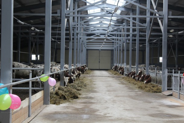 В Корткеросском районе Коми открыты ясли для айрширских коров 