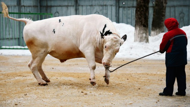 Учёные из Коми нашли способ помочь быкам-производителям