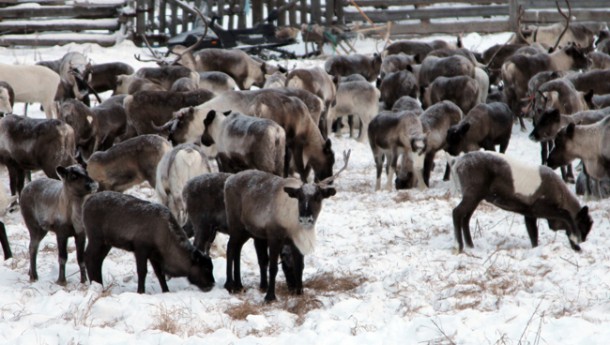 Интинская оленина «поедет» в Эстонию