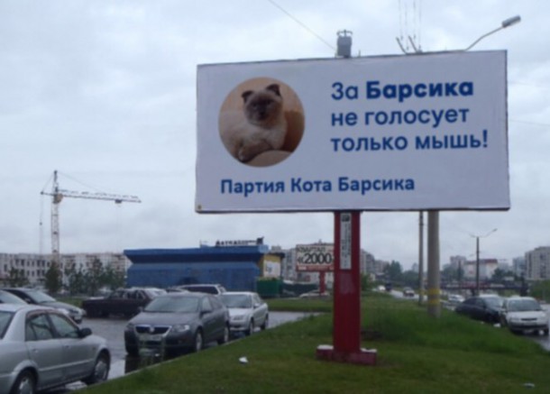 Барнаульский кот Барсик будет баллотироваться в президенты России