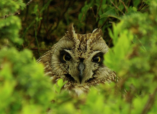 WWF назвал  Печоро-Илычский заповедник в Троицко-Печорском районе «самым мистическим» 