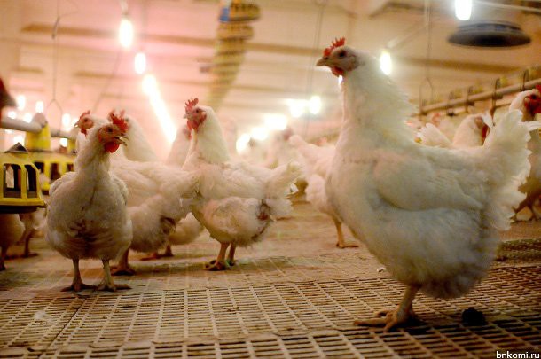 В Коми предприняты меры по недопущению вируса гриппа птиц - минсельхоз