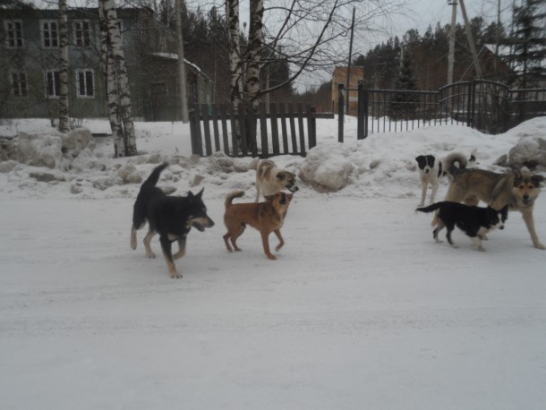 Народный корреспондент: «Максаковку терроризируют бродячие собаки»