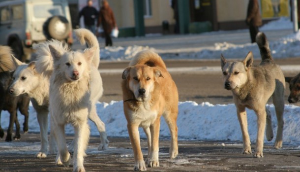 Бродячих собак в Прилузье будут ловить с помощью сетей и удавок