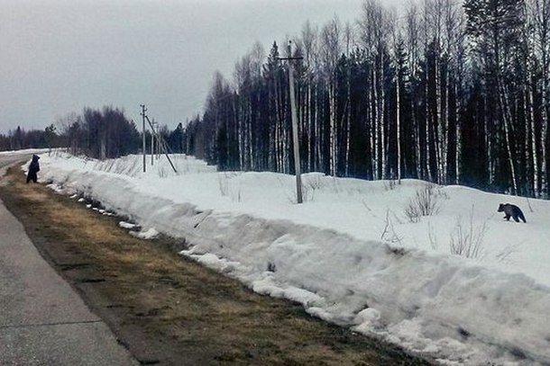 В окрестностях Печоры разгуливают медведи