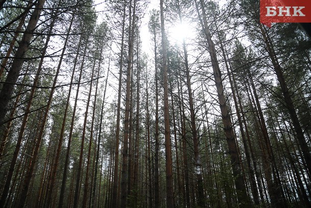 Спасатели помогли выбраться из тайги под Сосногорском двум заблудившимся мужчинам