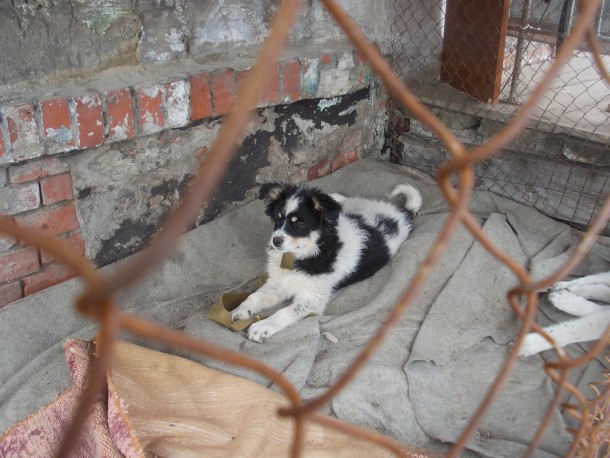 Интинцы совместными усилиями благоустраивают приют для бездомных животных