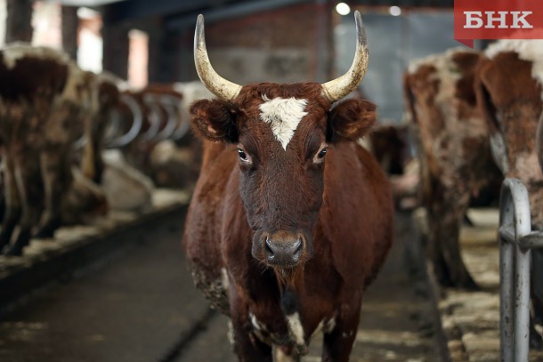 В Корткеросском районе планируется построить ферму на 780 коров