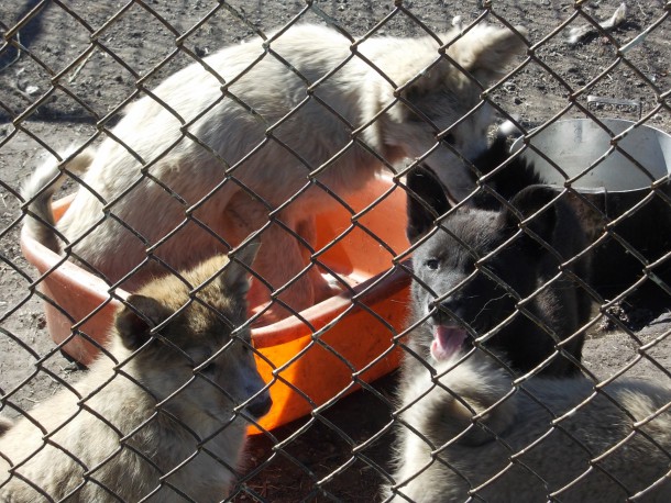 Народный корреспондент: «В Инте вновь разгорелись споры вокруг приюта для собак»