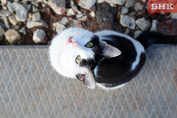 Садиста из Печоры будут судить за жестокое убийство бездомной кошки 