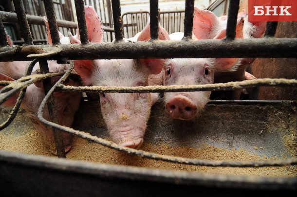 В Коми растет поголовье свиней и яйценоскость кур