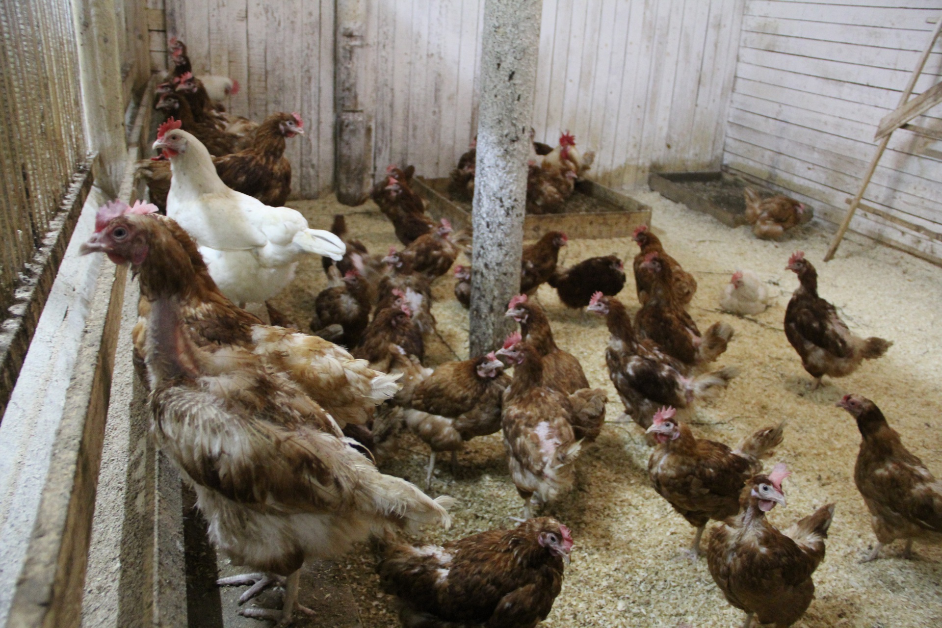 3.-187-nesuschek-obespechivayut-koloniyu-yaizami.jpg 3.-187-nesuschek-obespechivayut-koloniyu-yaizami.jpg