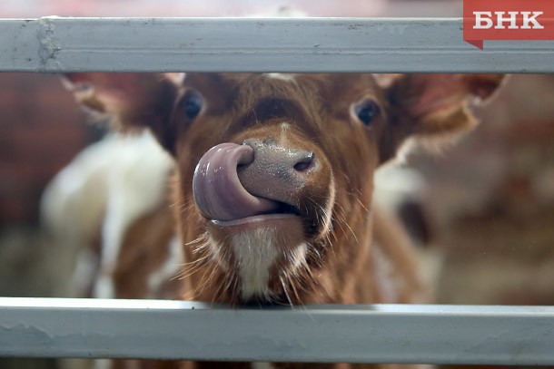 Ферму на 1200 коров построят в Сысольском районе Коми