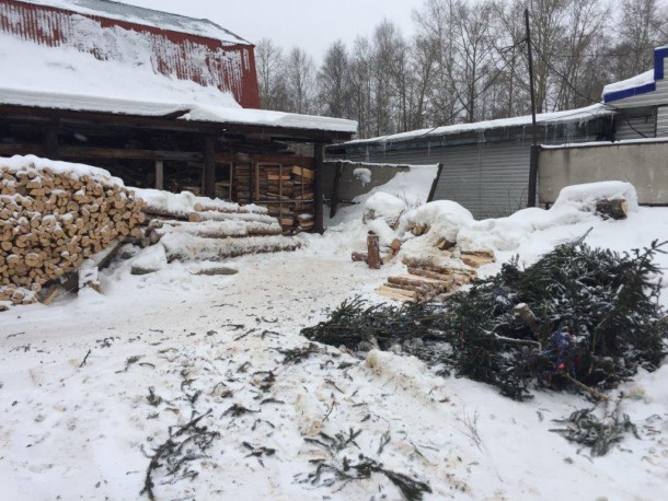 Жители Эжвы сдали на переработку полсотни новогодних ёлок