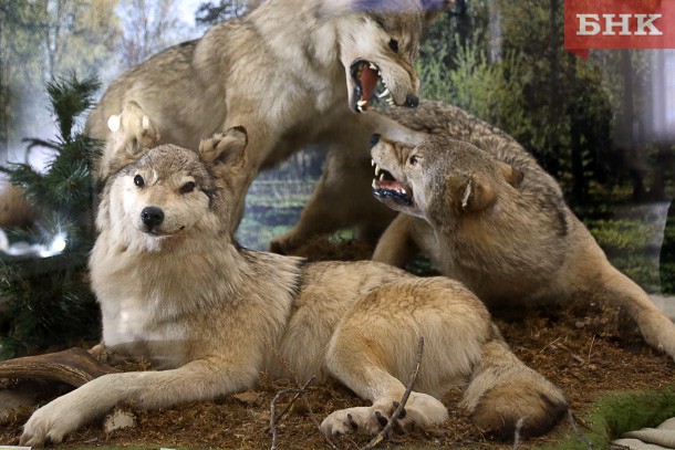 В Печорском районе местные жители своими силами решают проблему с волками