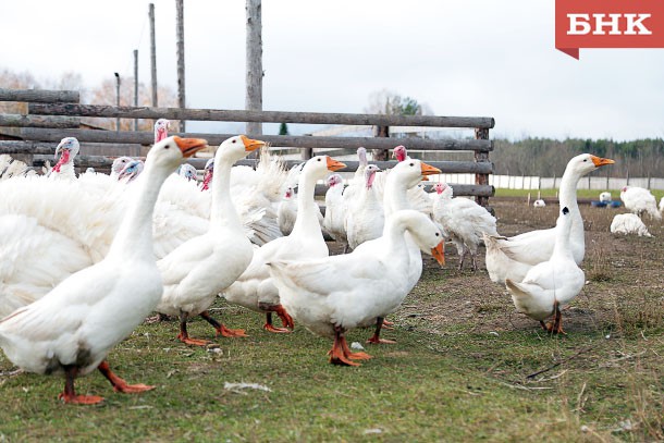 В Коми увеличат срок освоения грантов для сельхозкоопераций