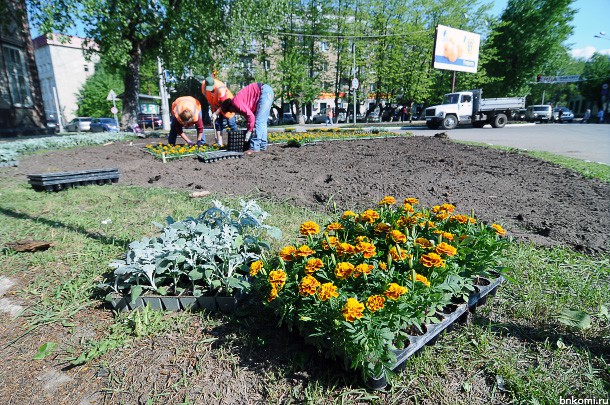 В столице Коми высадят «Арбуз на блюде» и «Мячики на траве»