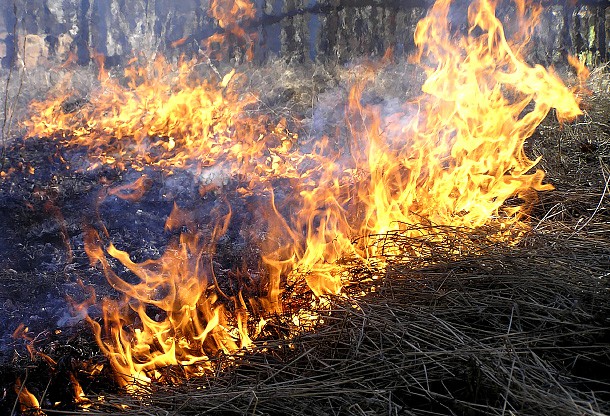 Специалисты предупредили об угрозе лесных пожаров в мае к югу от Сыктывкара